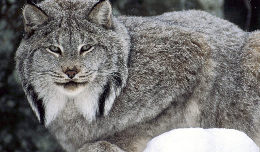 Канадская рысь