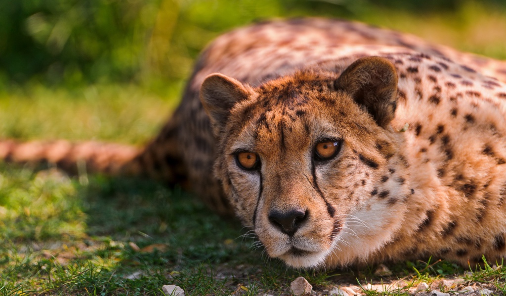 Лежащий геппард