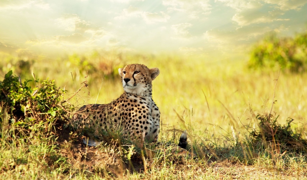 Гепард в африканской саванне