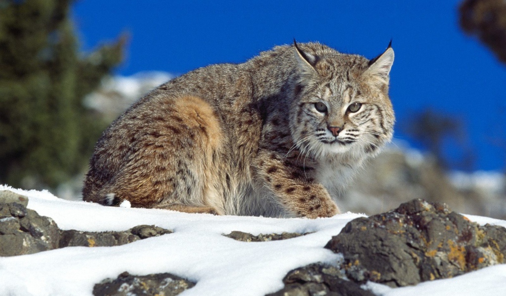 Рысь на снегу