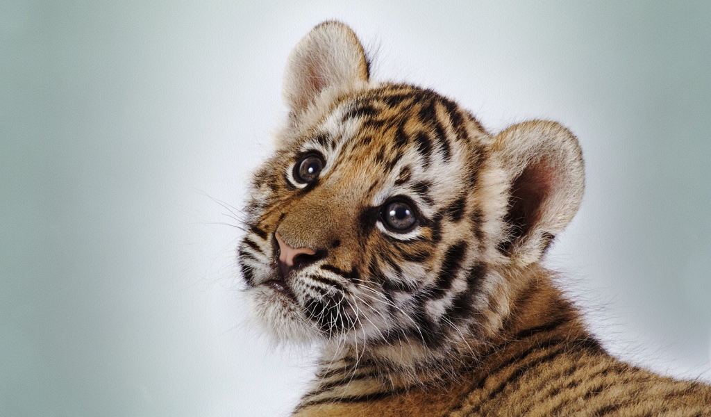 Милый тигренок