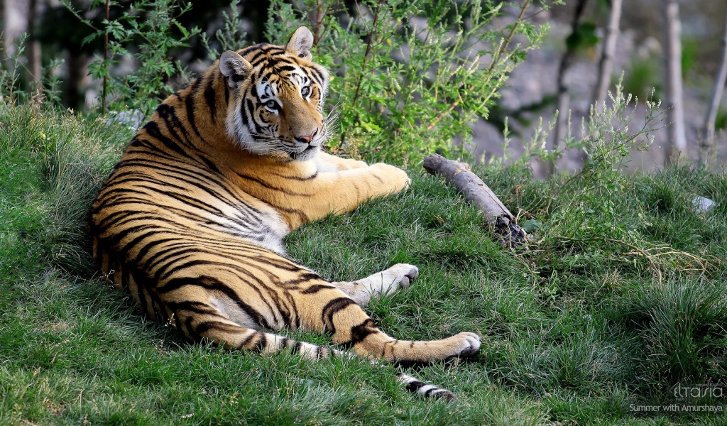 Отдыхающая тигрица