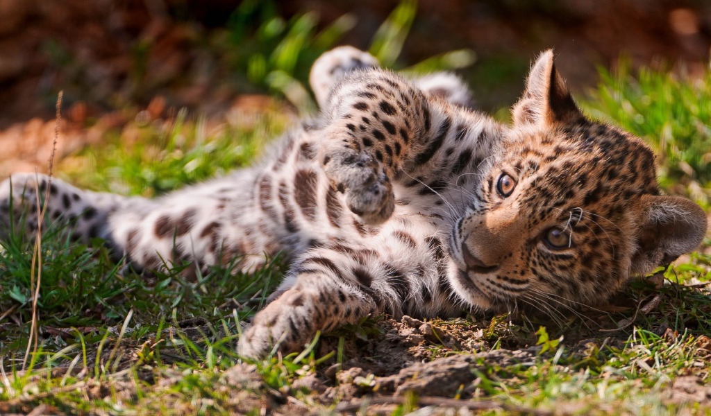 Детеныш ягуара