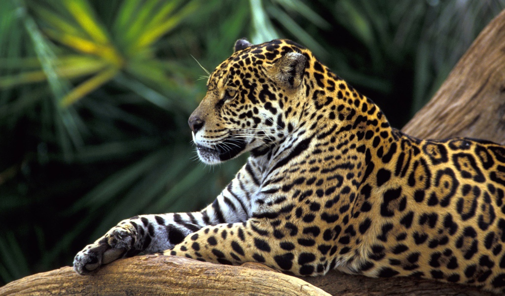 Ягуар в джунглях Амазонки