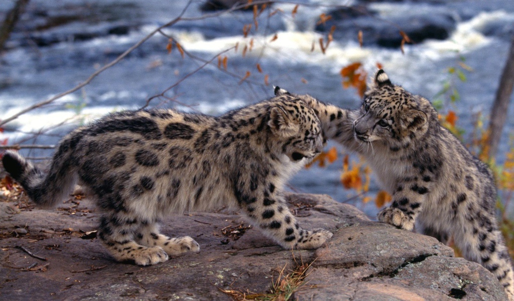 Котята барса играют