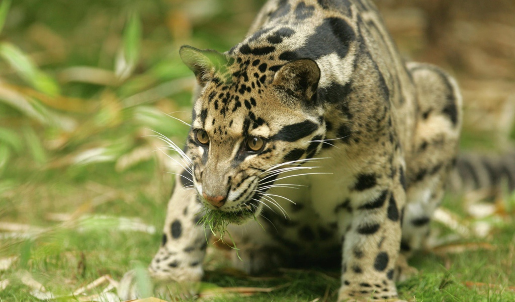 Леопард с травой в зубах