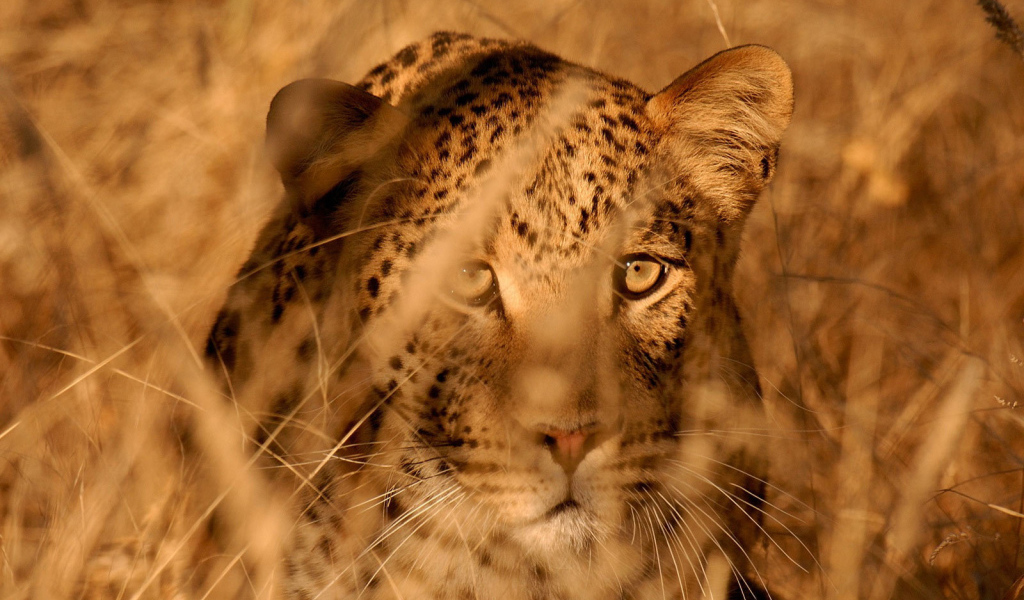 Леопард в засаде