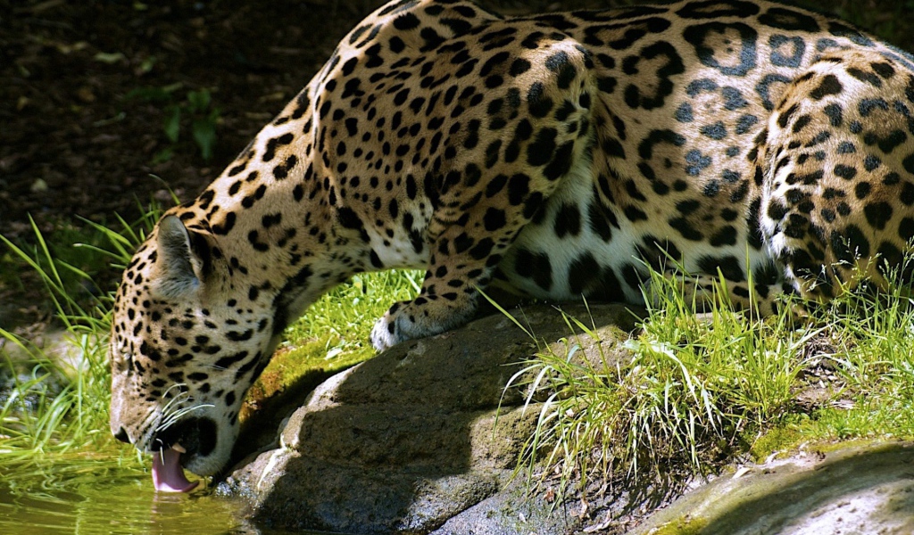 Леопард пьет воду с камня