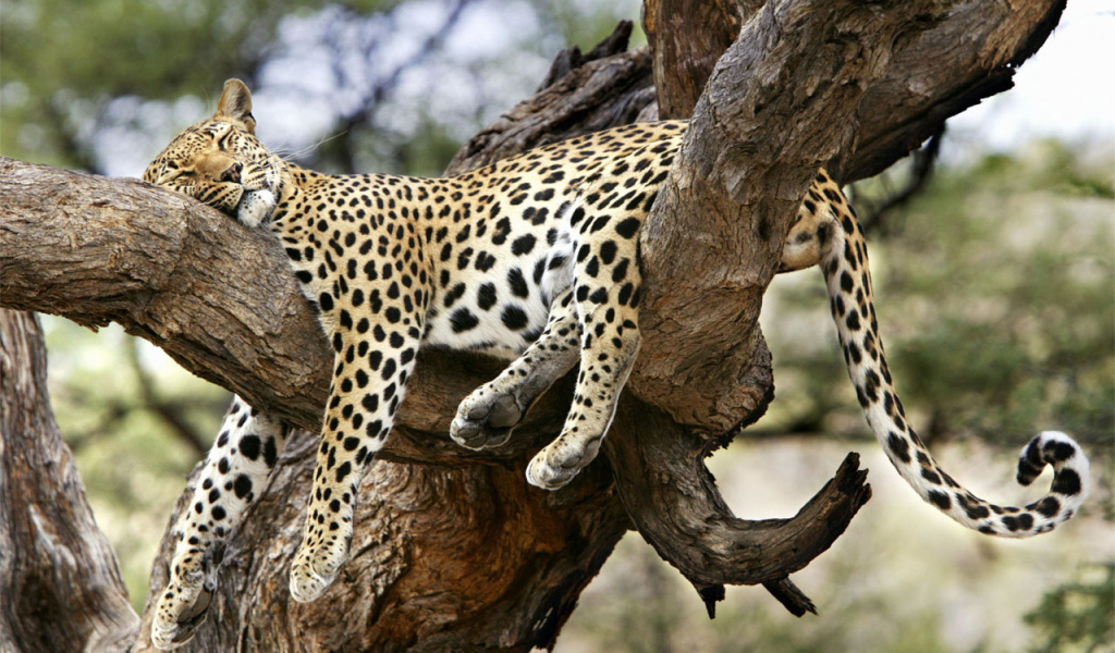 Леопард спит на дереве