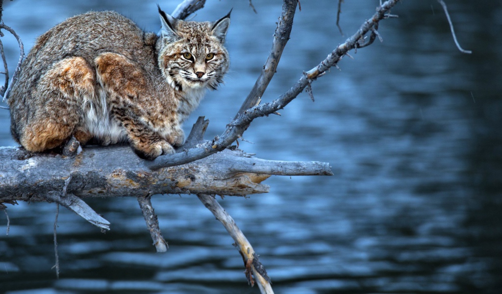 Леопард на сухой  ветке