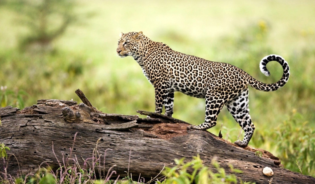 Леопард на природе