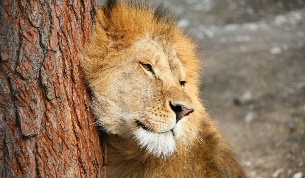 Лев трется о дерево