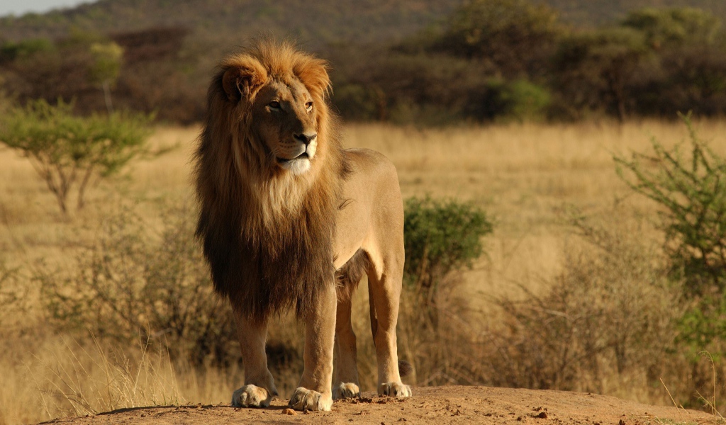 Лев царь зверей
