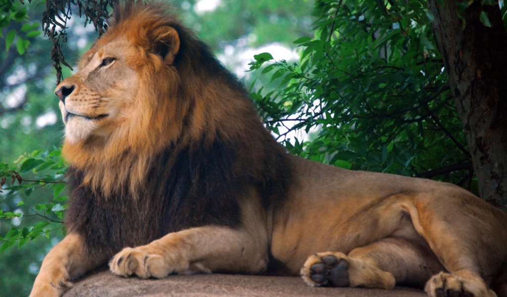 Царь зоопарка - Лев