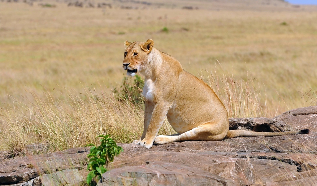 Львица сидит на камнях