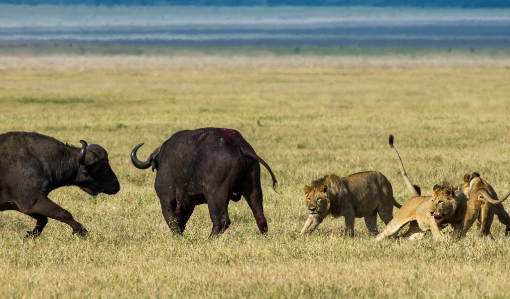 Львы на охоте