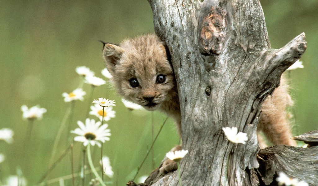 Детеныш рыси