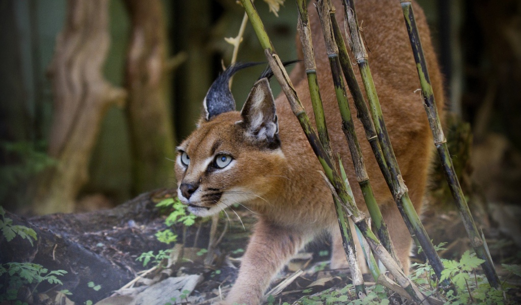 Рысь на охоте