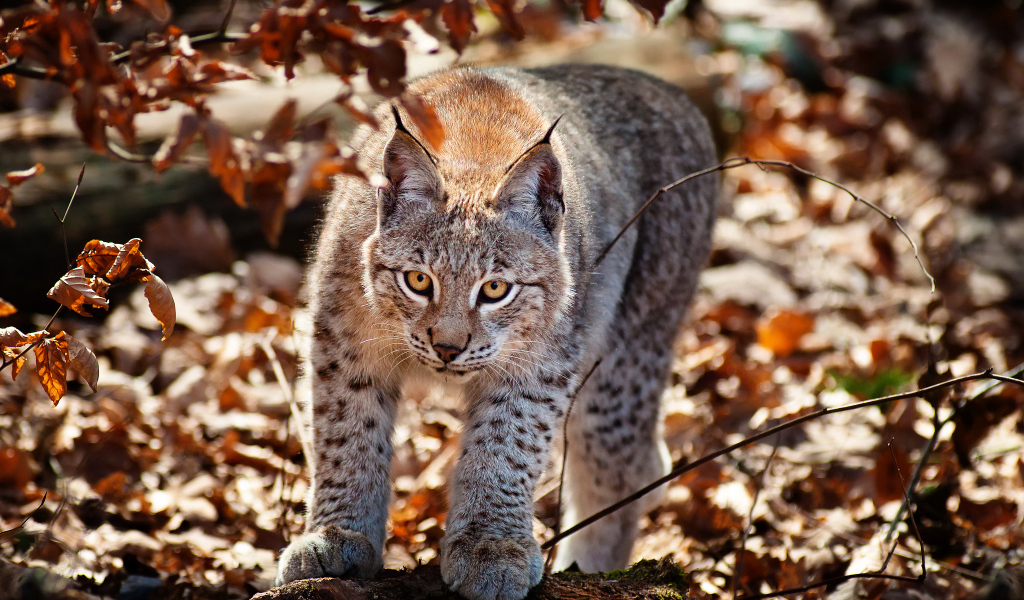 Рысь в осеннем лесу
