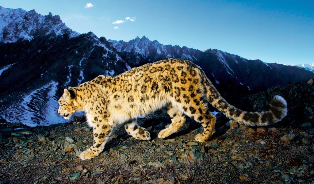 Снежный леопард