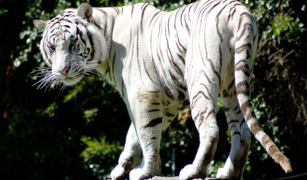 Редкий белый тигр