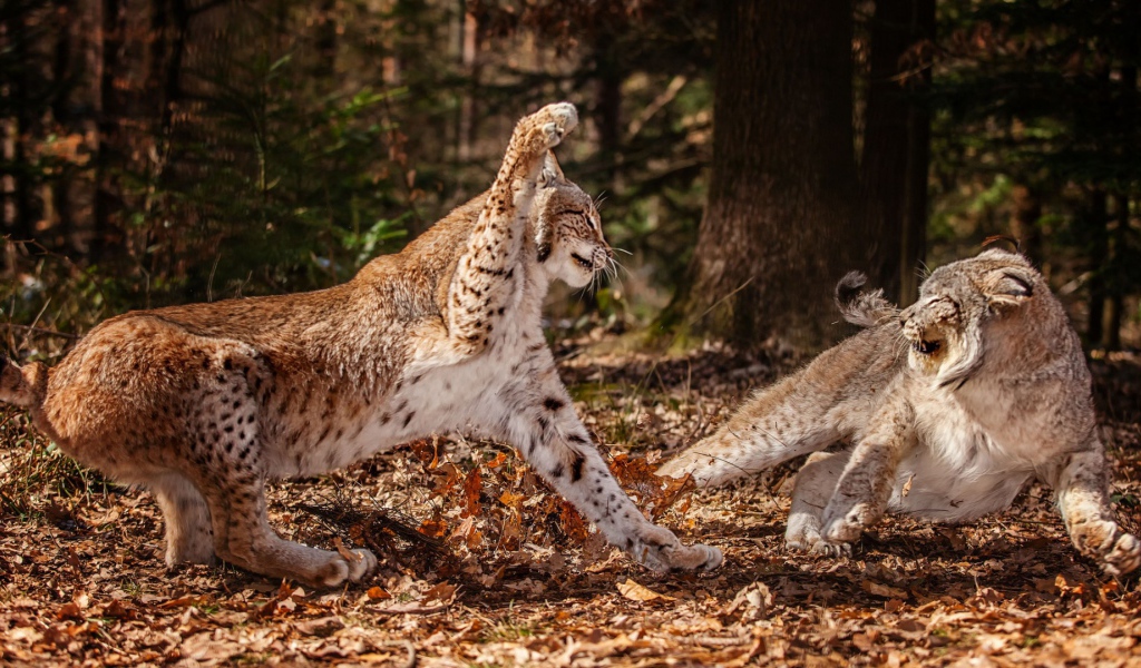 Схватка рысей в лесу