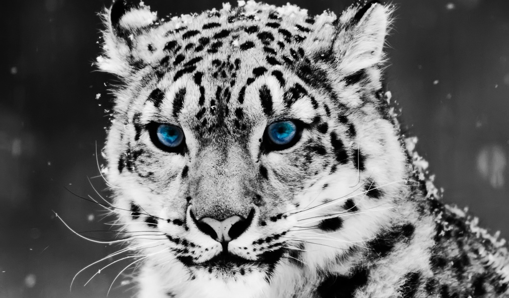 Голубоглазый снежный леопард