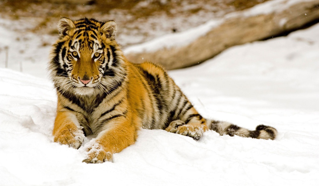 Тигр на снегу