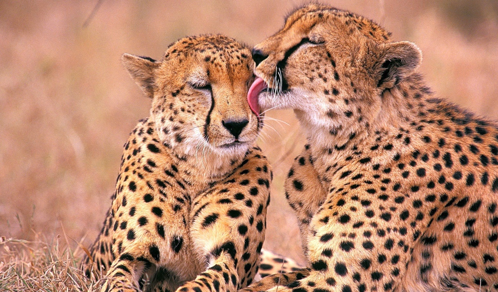 Южно-Африканские гепарды