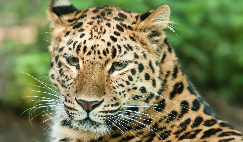 Steady eye of the leopard