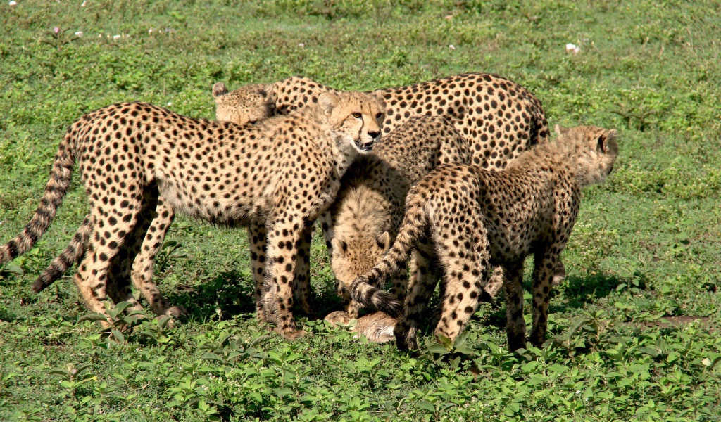 Семья гепардов