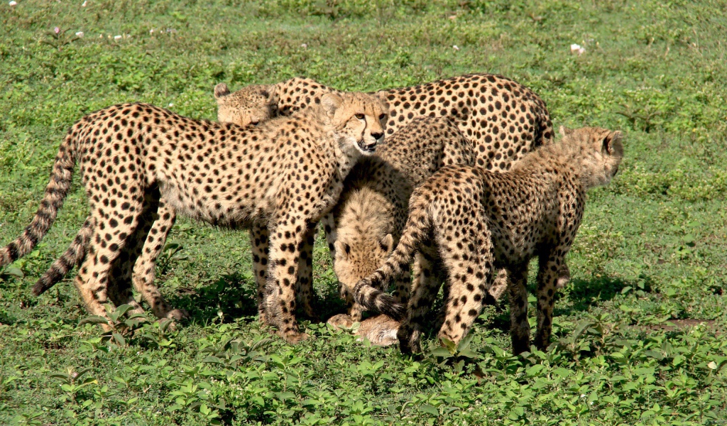 Семья гепардов