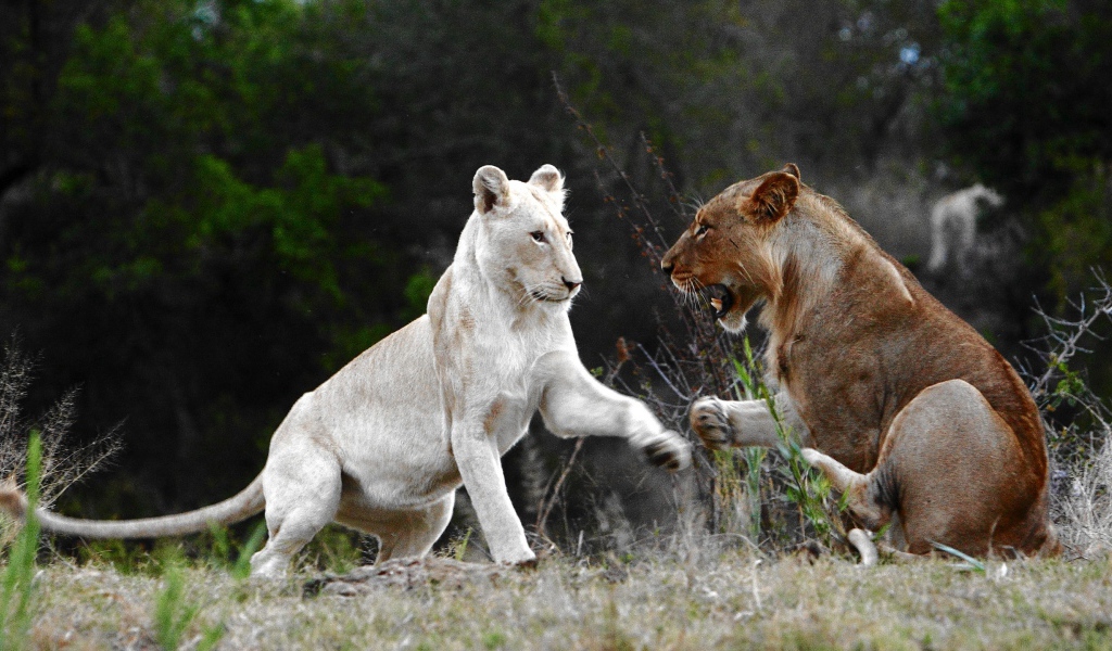 Лев альбинос