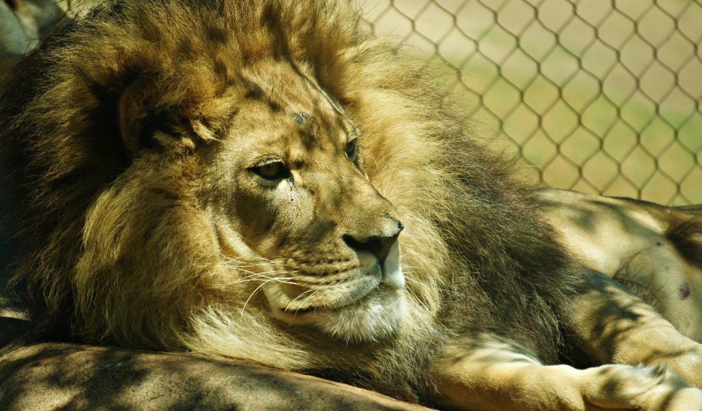 Лев лежит в клетке