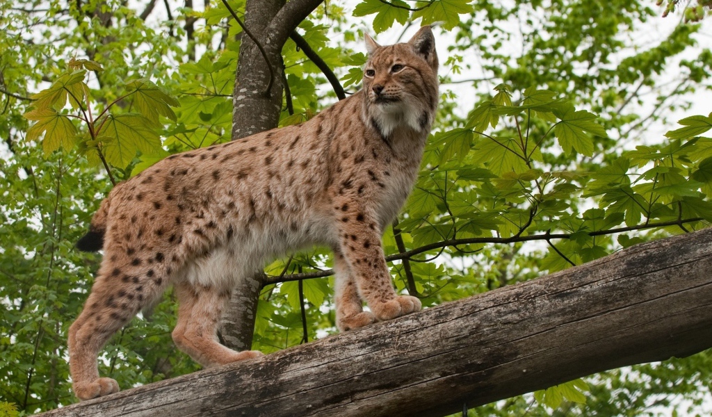 Рысь на дереве