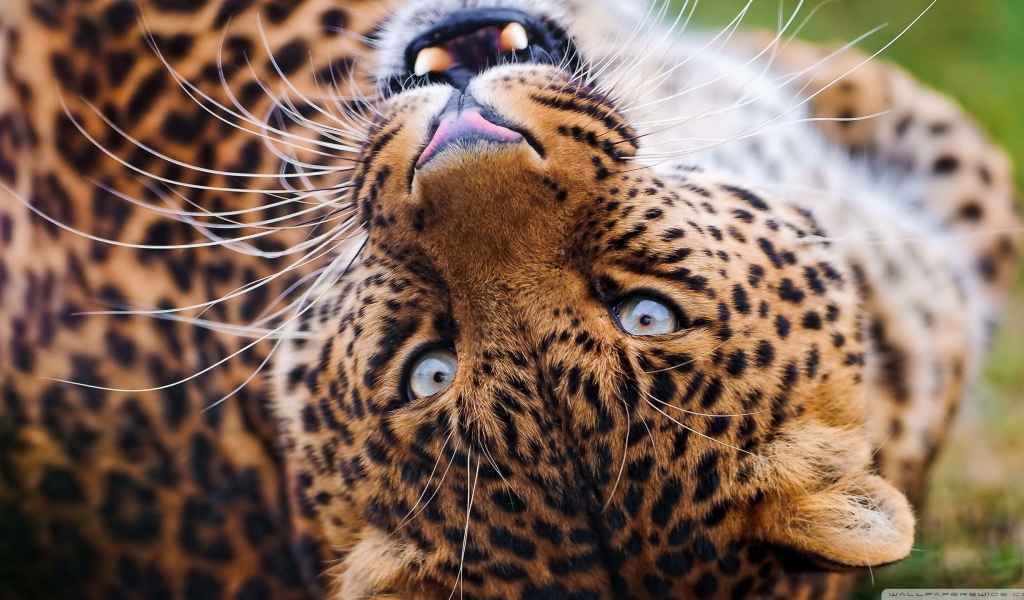 Морда лежачего леопарда