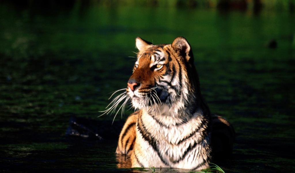 Тигр купается