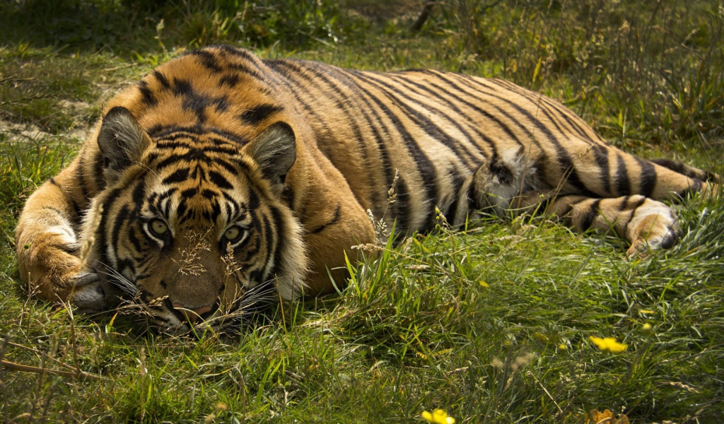 Тигр лежит в траве
