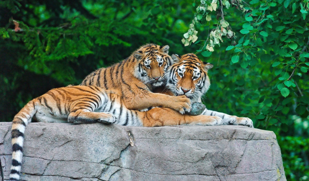 Тигриная пара