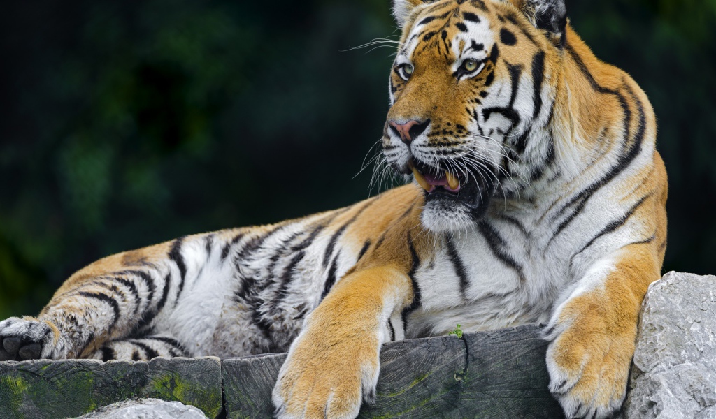 Тигр отдыхает на помосте