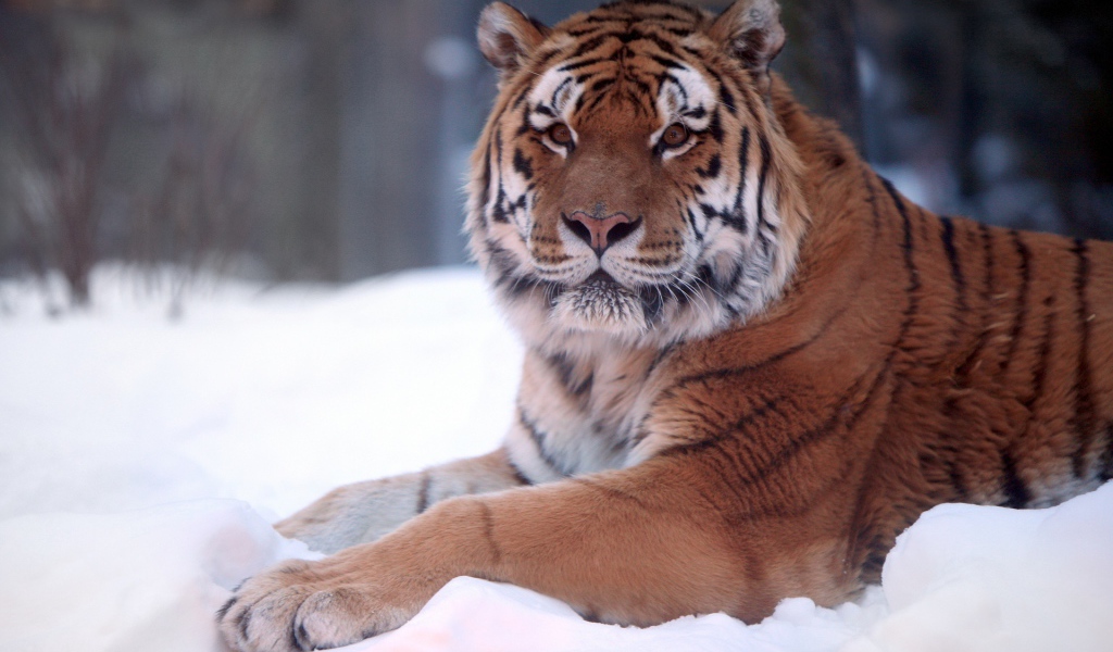 Тигр в снегу