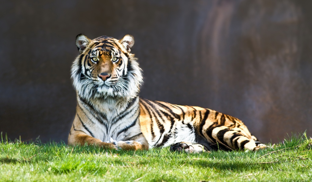 Тигр на старте 