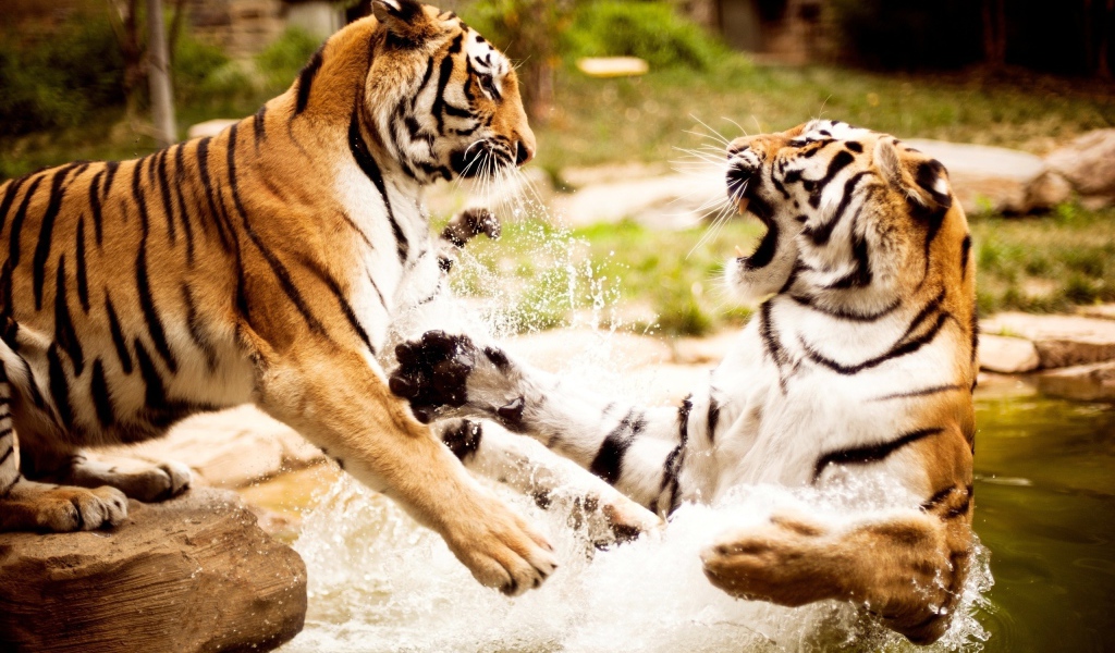 Тигры играют