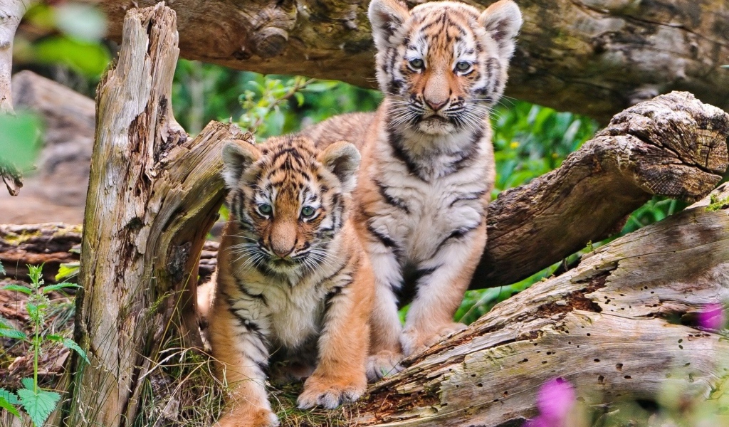 Два тигренка