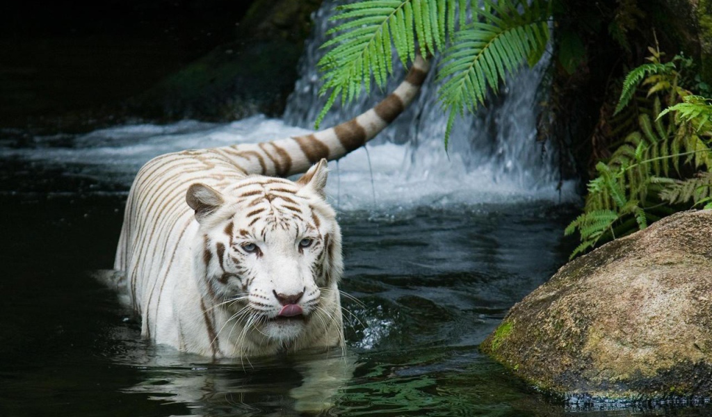 Великолепный белый тигр
