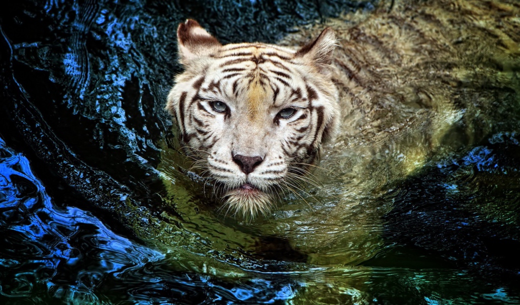 Белый тигр в воде