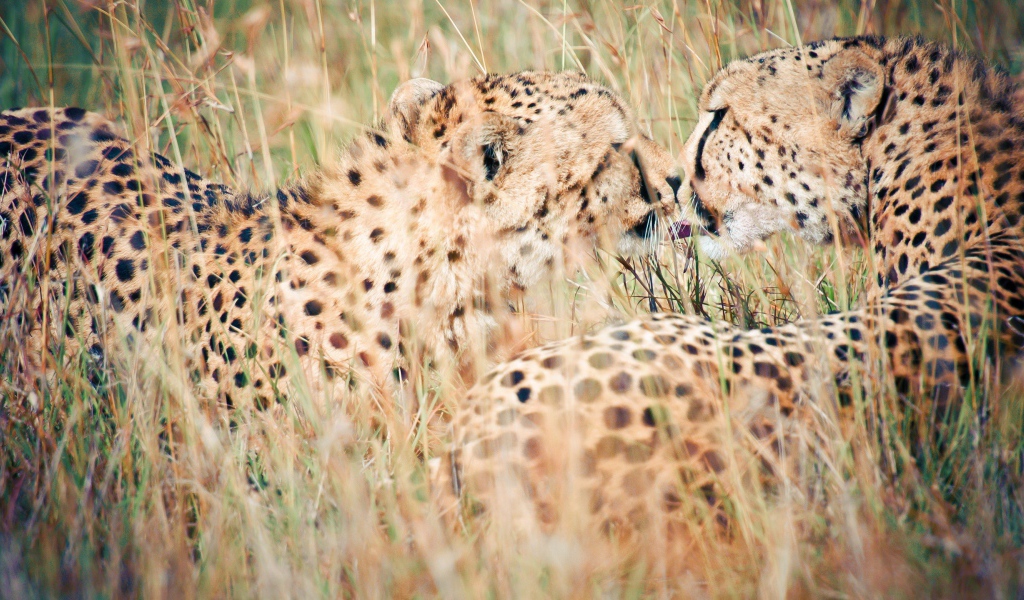 Дикий поцелуй