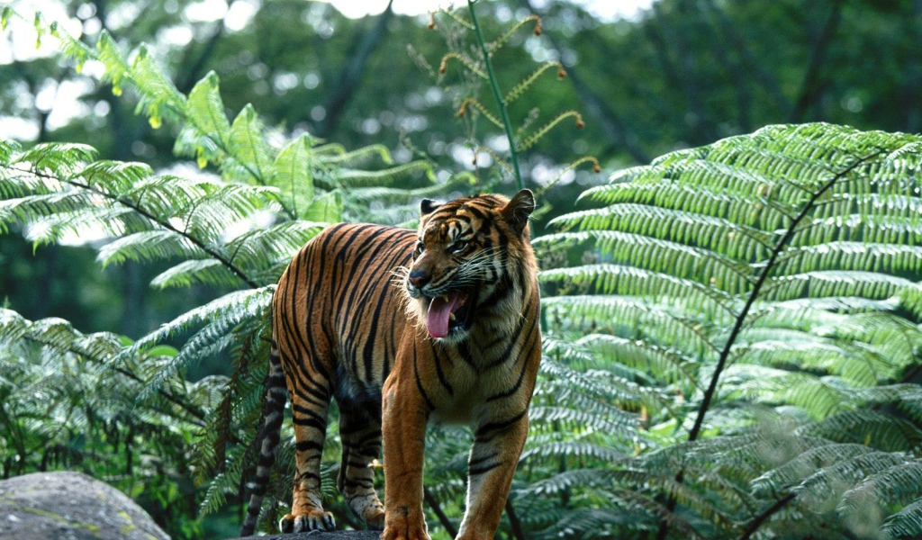 Индийский тигр