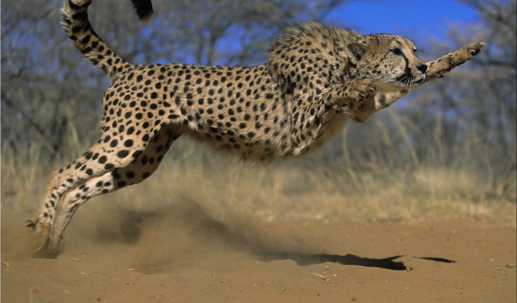 Прыжок гепарда