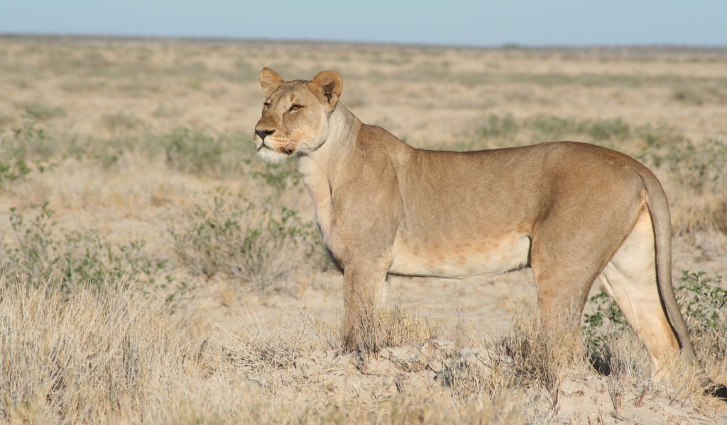 Львица вышла на охоту